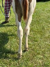 APHA Chestnut Tobiano Colt | T/T | 6-Panel Negative | - Photo 6