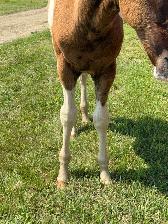 APHA Chestnut Tobiano Colt | T/T | 6-Panel Negative | - Photo 7