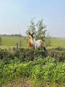 APHA Chestnut Tobiano Colt | T/T | 6-Panel Negative | - Photo 8