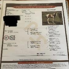 APHA Chestnut Tobiano Colt | T/T | 6-Panel Negative | - Photo 9