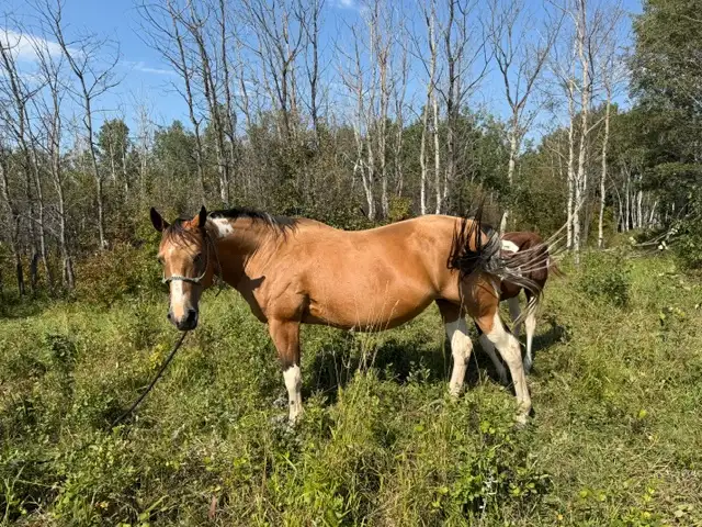 16 yr old - APHA - Buckskin Tobiano Mare in foal