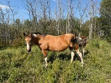 16 yr old - APHA - Buckskin Tobiano Mare in foal