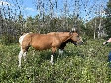 16 yr old - APHA - Buckskin Tobiano Mare in foal - Photo 2