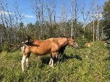 16 yr old - APHA - Buckskin Tobiano Mare in foal - Photo 3