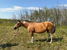 16 yr old - APHA - Buckskin Tobiano Mare in foal - Photo 4
