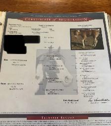 16 yr old - APHA - Buckskin Tobiano Mare in foal - Photo 5