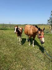 16 yr old - APHA - Buckskin Tobiano Mare in foal - Photo 6