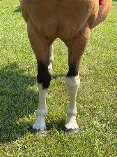16 yr old - APHA - Buckskin Tobiano Mare in foal - Photo 7