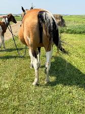 16 yr old - APHA - Buckskin Tobiano Mare in foal - Photo 8