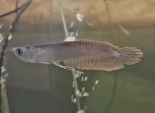 lots of fish, plecos, plants & more (see list below) - Photo 2