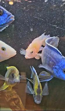 lots of fish, plecos, plants & more (see list below) - Photo 3