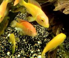 lots of fish, plecos, plants & more (see list below) - Photo 10