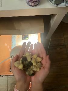 Pet button quails - Photo 7