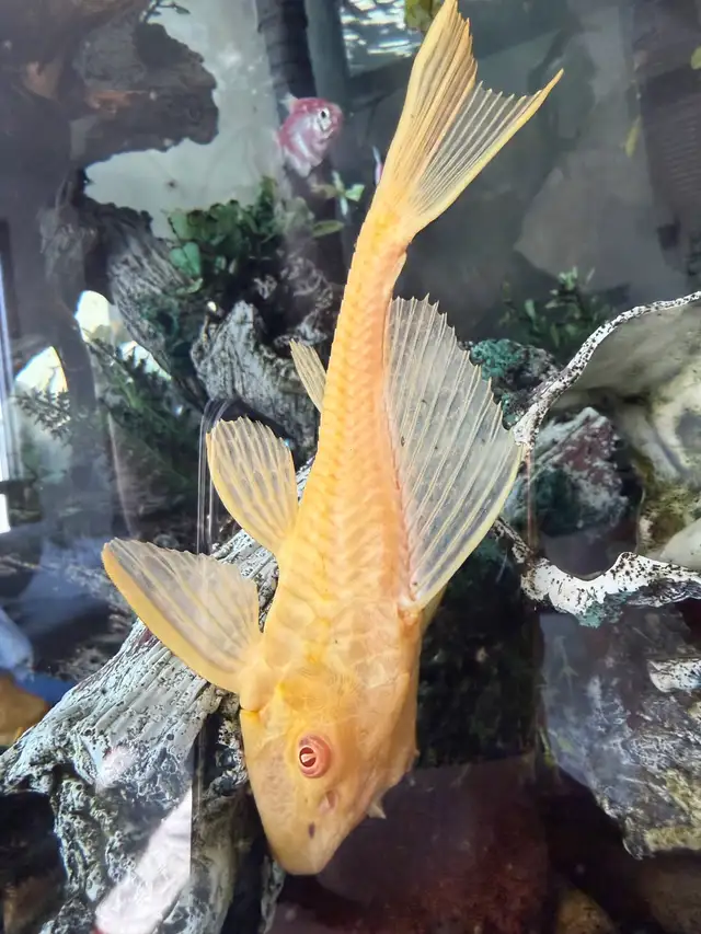 8" long pair of BIG albino plecos