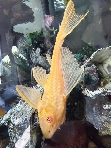 8" long pair of BIG albino plecos