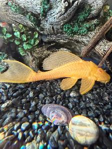 8" long pair of BIG albino plecos - Photo 2
