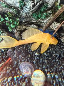 8" long pair of BIG albino plecos - Photo 3