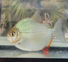 5" silver dollar fish’s