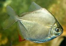 5" silver dollar fish’s - Photo 2