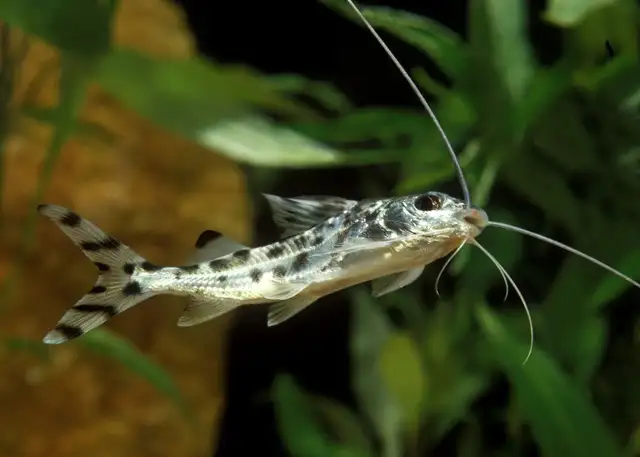 2 pictus cat fish 7" long