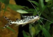 2 pictus cat fish 7" long
