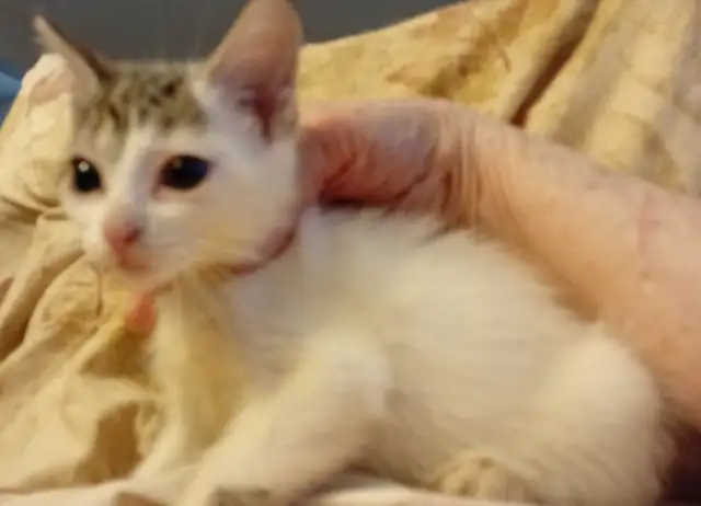 KITTENS, PRICE DROP! RARE-8 & 12WKS-ONLY $45. HEART ON FACE $75.