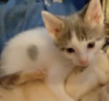 KITTENS, PRICE DROP! RARE-8 & 12WKS-ONLY $45. HEART ON FACE $75. - Photo 3
