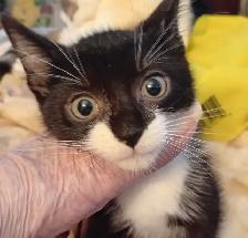 KITTENS, PRICE DROP! RARE-8 & 12WKS-ONLY $45. HEART ON FACE $75. - Photo 5