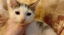 KITTENS, PRICE DROP! RARE-8 & 12WKS-ONLY $45. HEART ON FACE $75. - Photo 8