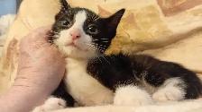 KITTENS, PRICE DROP! RARE-8 & 12WKS-ONLY $45. HEART ON FACE $75. - Photo 10