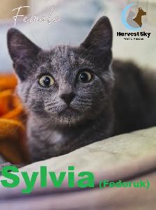 12 KITTENS & 9 CATS AVAILABLE - HARVEST SKY ANIMAL RESCUE - Photo 10