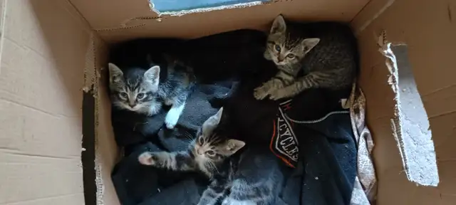 Free Kittens