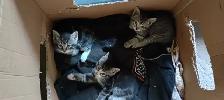 Free Kittens