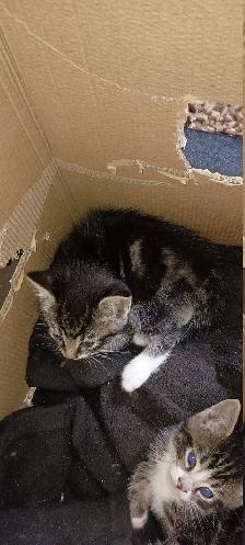 Free Kittens - Photo 2