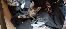 Free Kittens - Photo 4