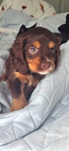 9 week old cocker spaniel