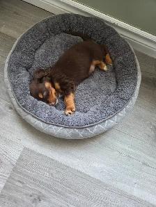 9 week old cocker spaniel - Photo 2