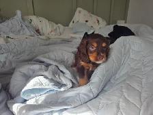 9 week old cocker spaniel - Photo 3