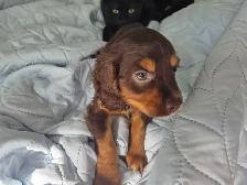 9 week old cocker spaniel - Photo 4