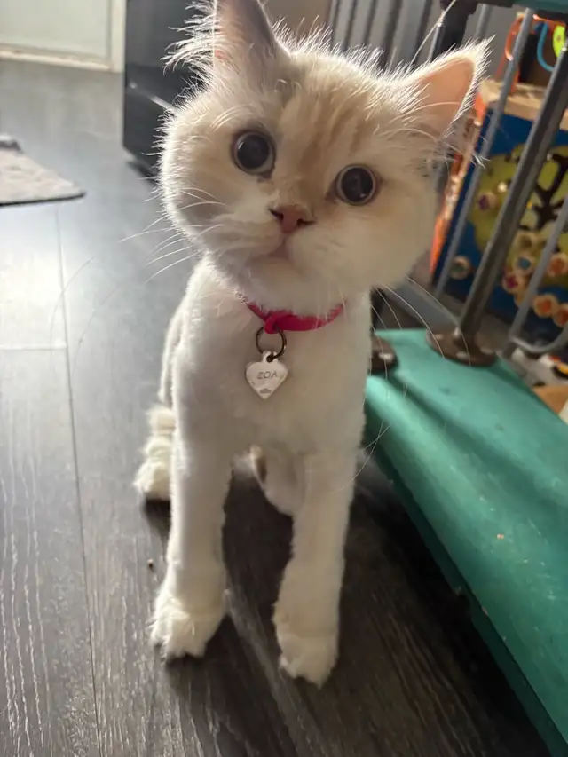chatte Selkirk rex