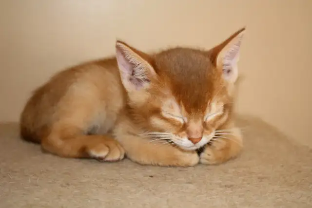 ABYSSINIAN KITTENS / CHATONS ABYSSIN