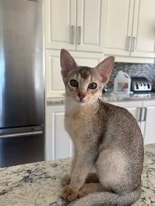 ABYSSINIAN KITTENS / CHATONS ABYSSIN - Photo 2