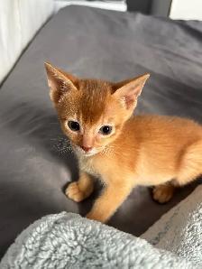 ABYSSINIAN KITTENS / CHATONS ABYSSIN - Photo 3