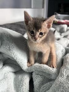 ABYSSINIAN KITTENS / CHATONS ABYSSIN - Photo 4