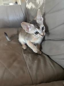ABYSSINIAN KITTENS / CHATONS ABYSSIN - Photo 5