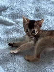 ABYSSINIAN KITTENS / CHATONS ABYSSIN - Photo 6