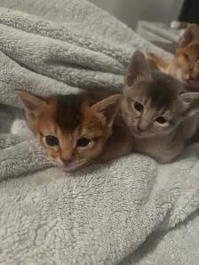 ABYSSINIAN KITTENS / CHATONS ABYSSIN - Photo 7