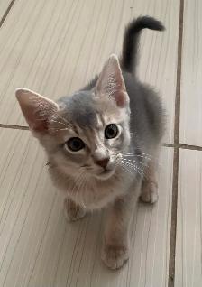 ABYSSINIAN KITTENS / CHATONS ABYSSIN - Photo 8