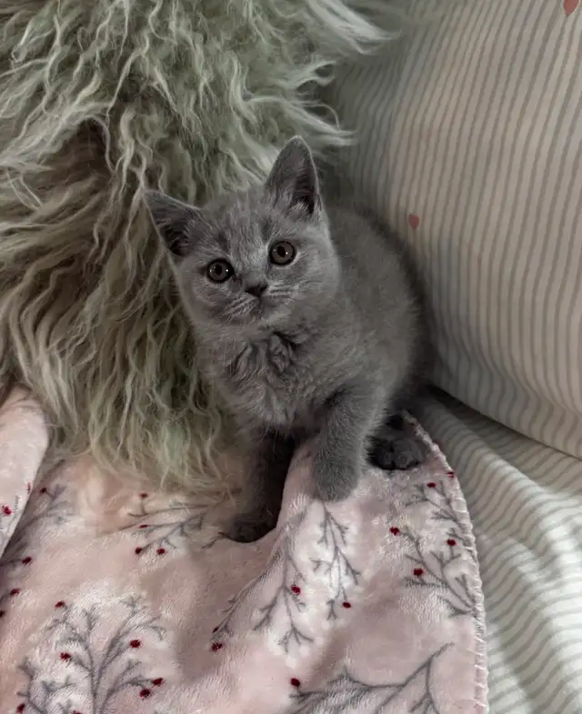 British shorthair