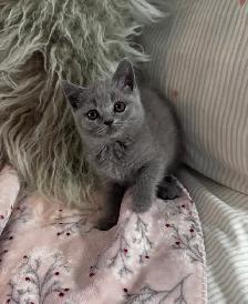 British shorthair
